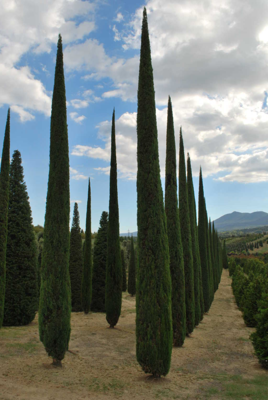Margheriti Piante - Societa' Agricola