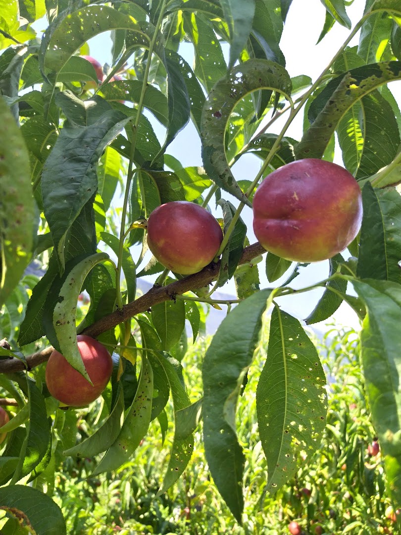 Maso Giare - Azienda Agricola Biologica