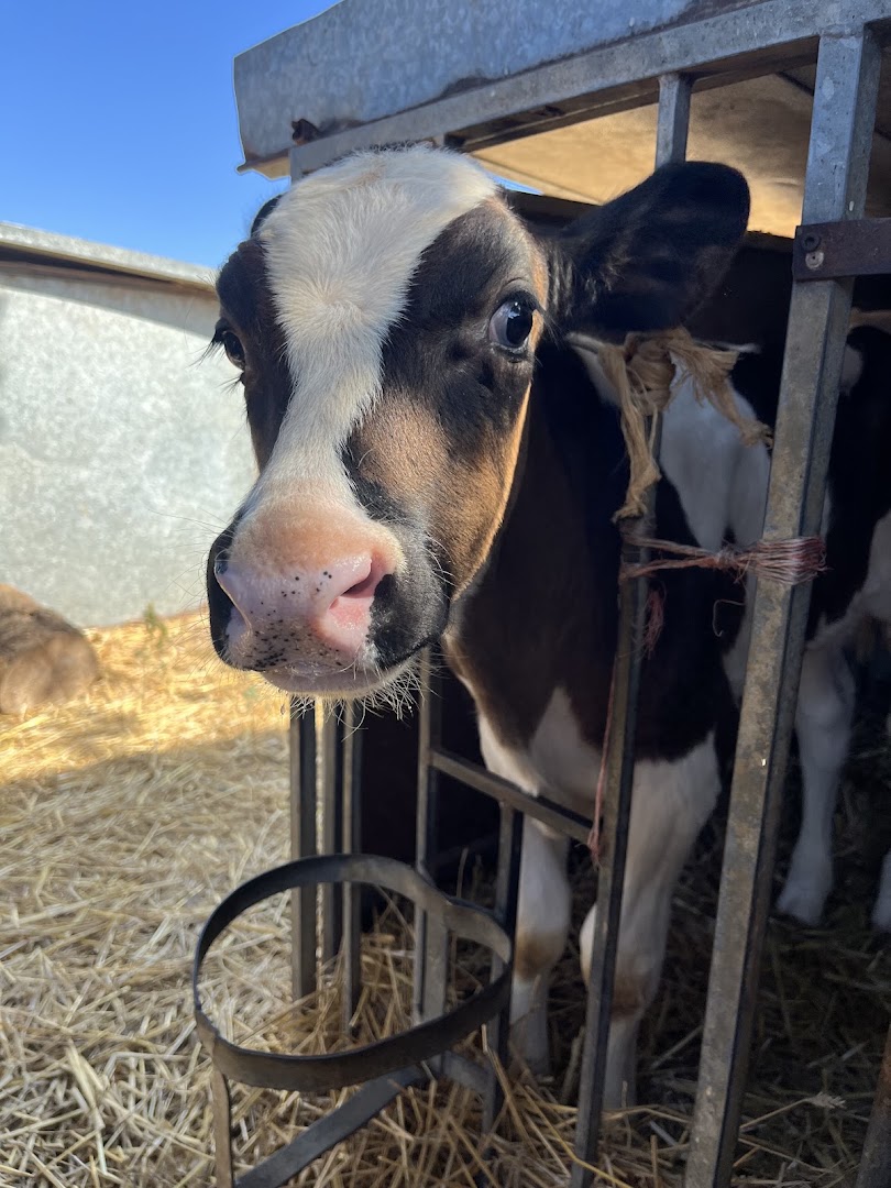 Masseria Fragnite - Azienda Agricola: Formaggi, Birra, Carni, Salumi, prodotti da forno e Verdure.