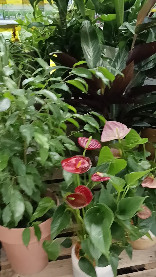 Maxi Garden