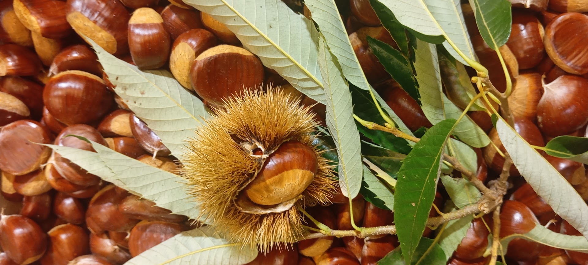 maxifrutta s.r.l