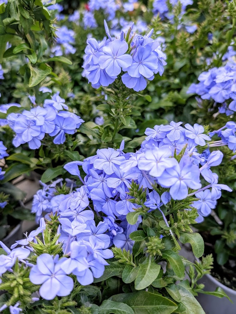 MB Garden