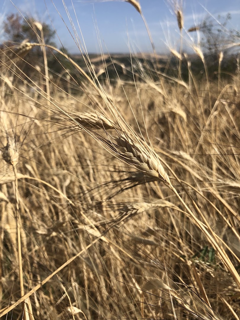 Mercato del Pane | Pescara Centro