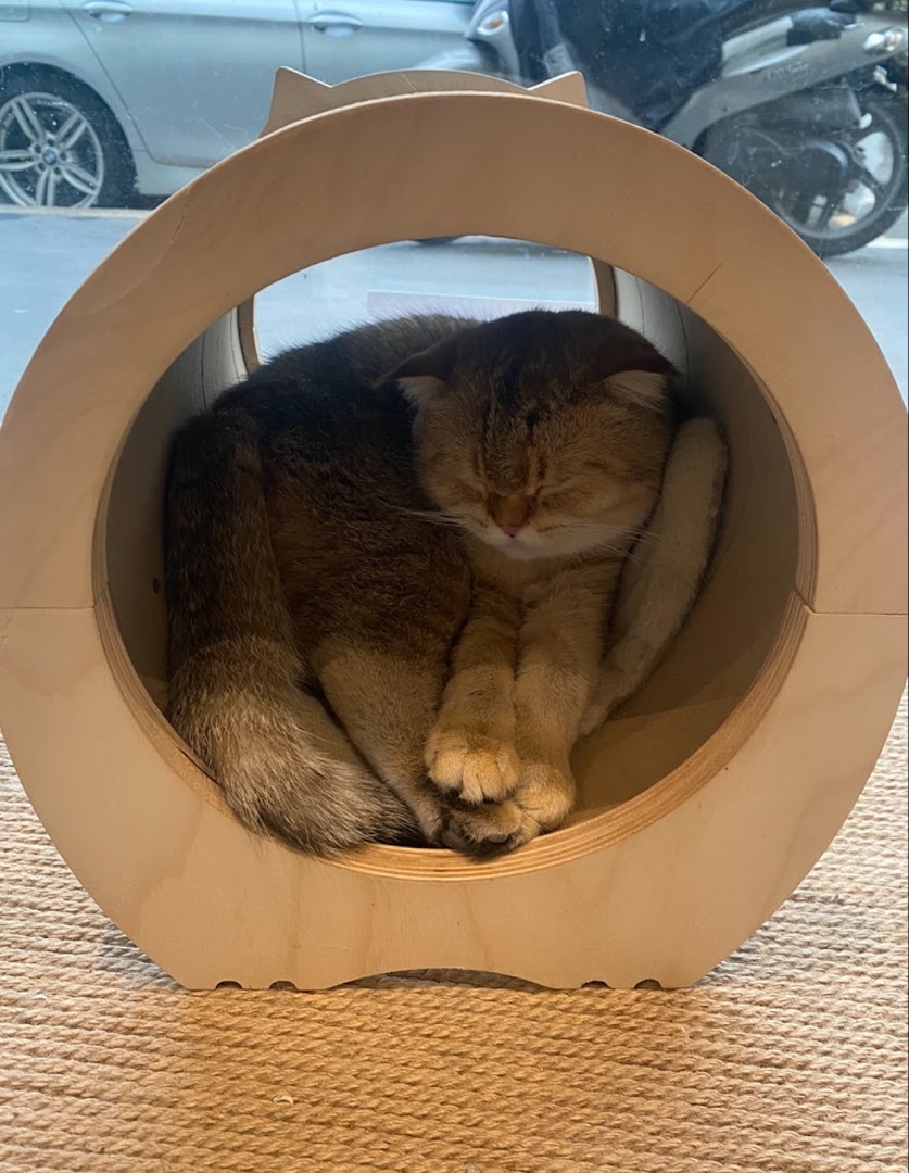 Miaoka cat cafè