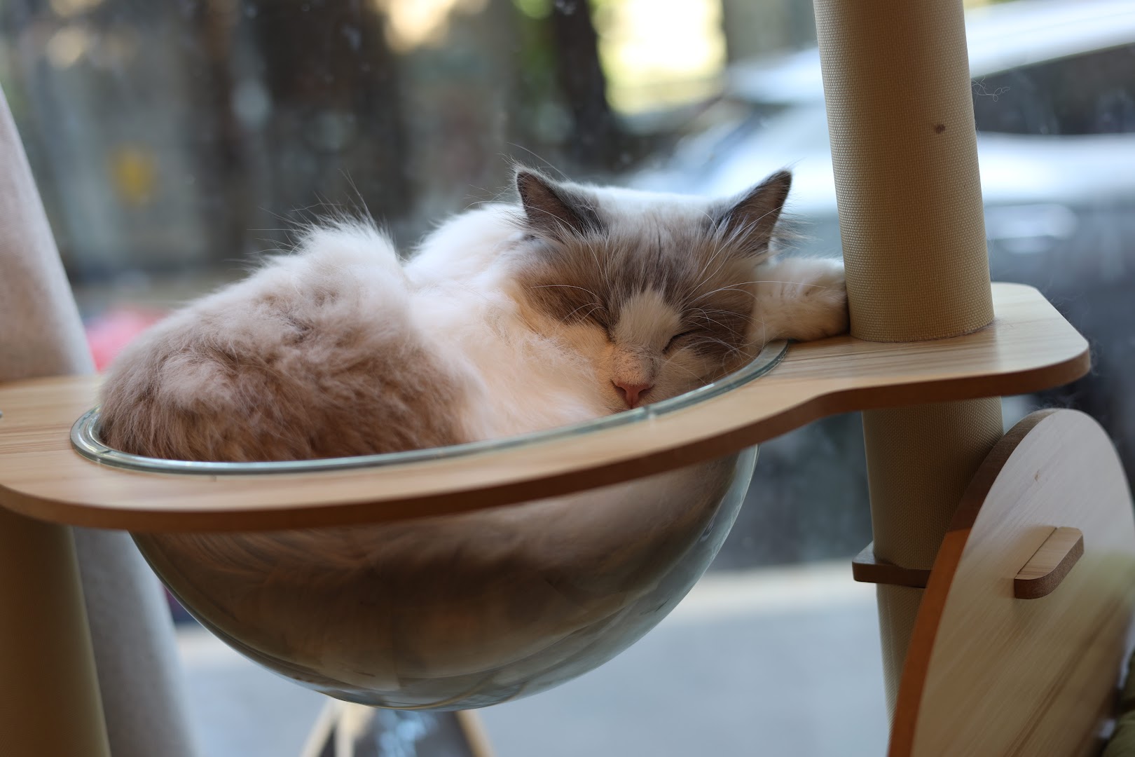 Miaoka cat cafè