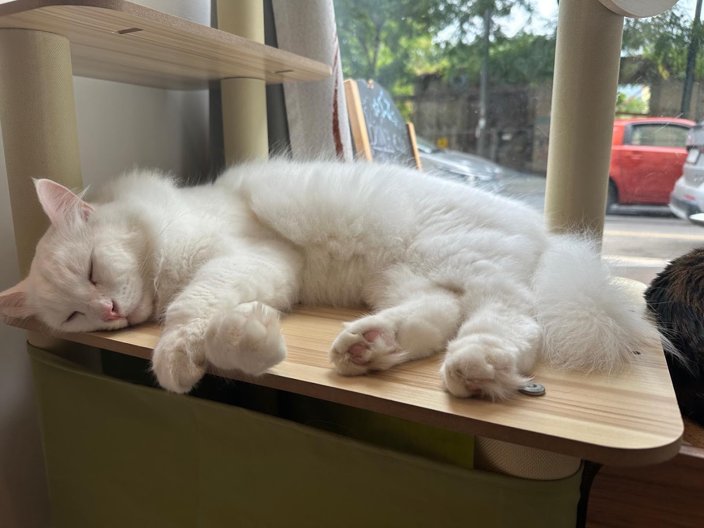 Miaoka cat cafè