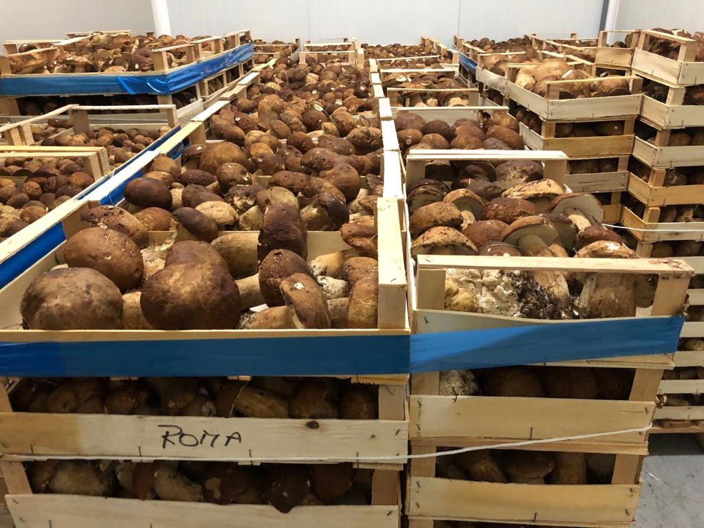 Milano Funghi srl