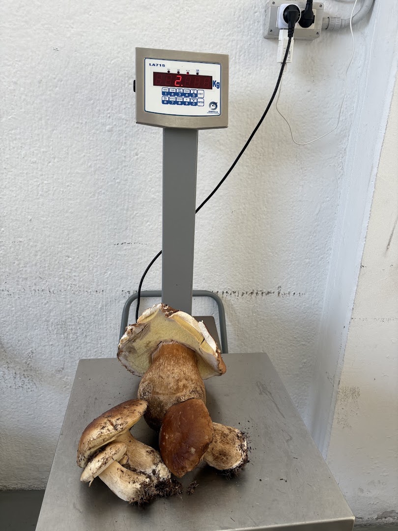 Milano Funghi srl