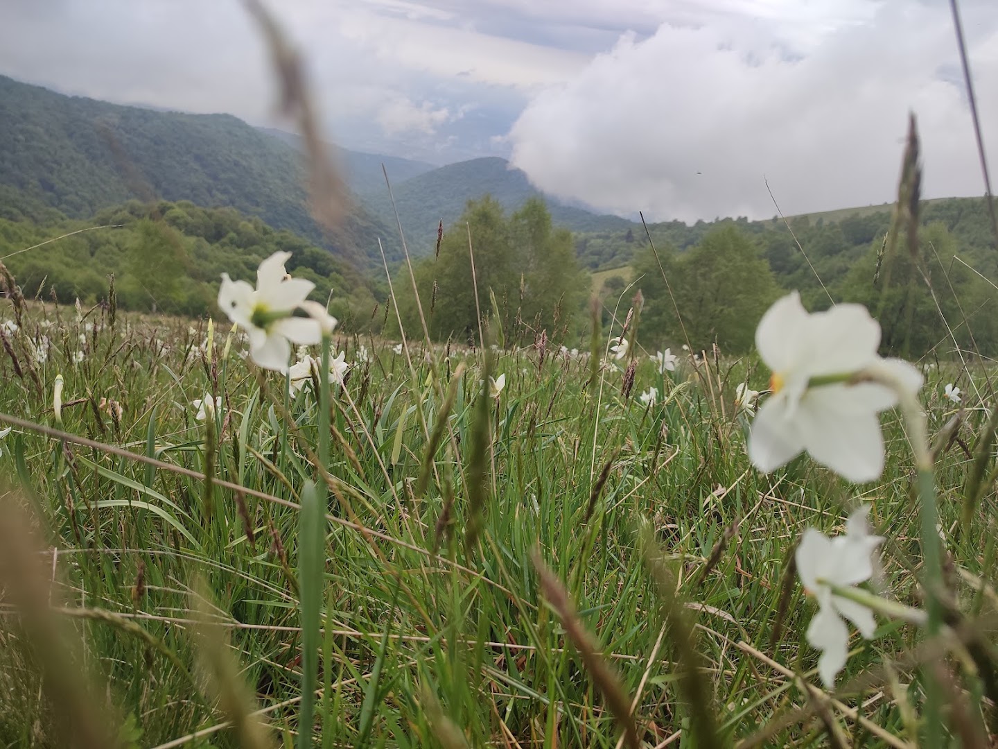 Monte Boletto