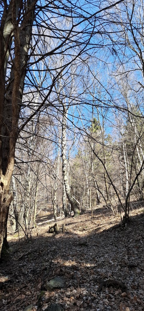 Monte Forcella