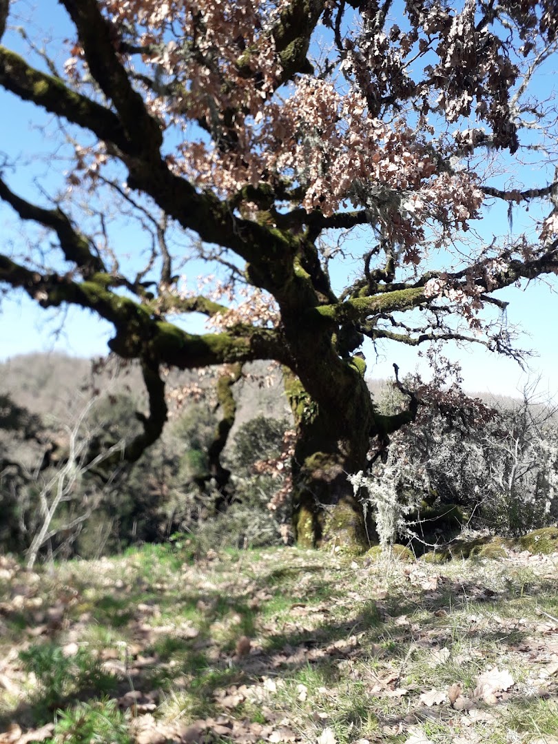 Mularza Noa