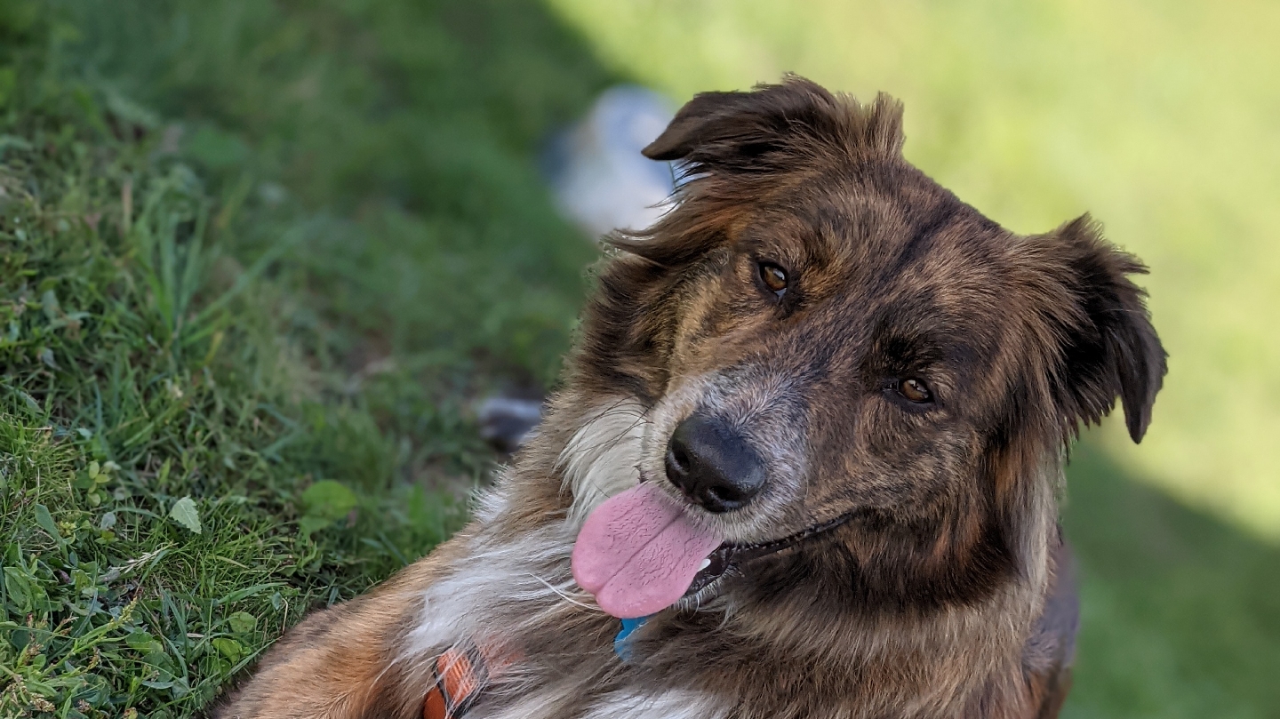 Muovi il codino - addestramento cani varese, Mercallo