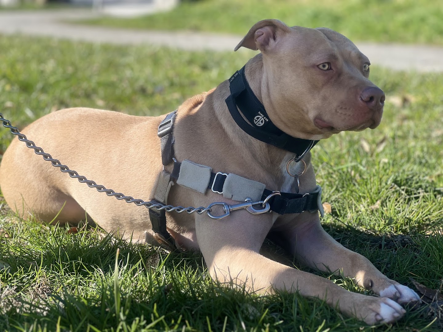 Muovi il codino - addestramento cani varese