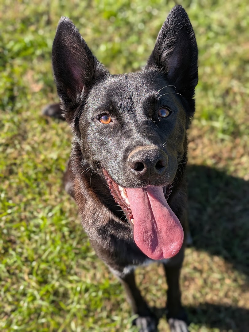 Muovi il codino - addestramento cani varese
