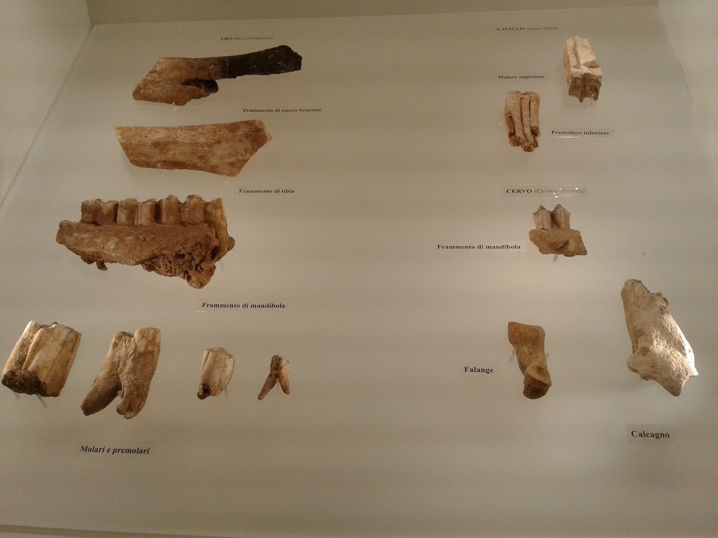 Museo Archeologico Nazionale di Altamura