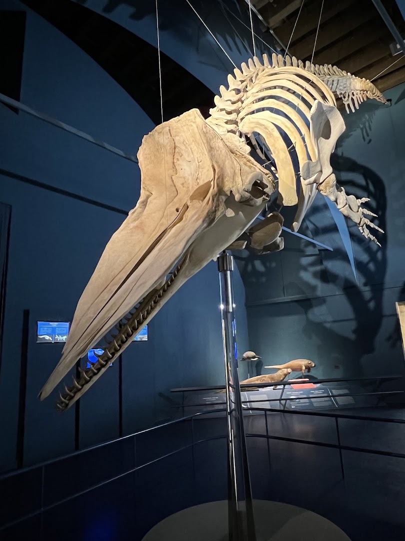 Museo Civico di Scienze Naturali Enrico Caffi di Bergamo