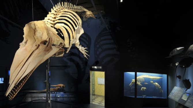 Museo Civico di Scienze Naturali Enrico Caffi di Bergamo
