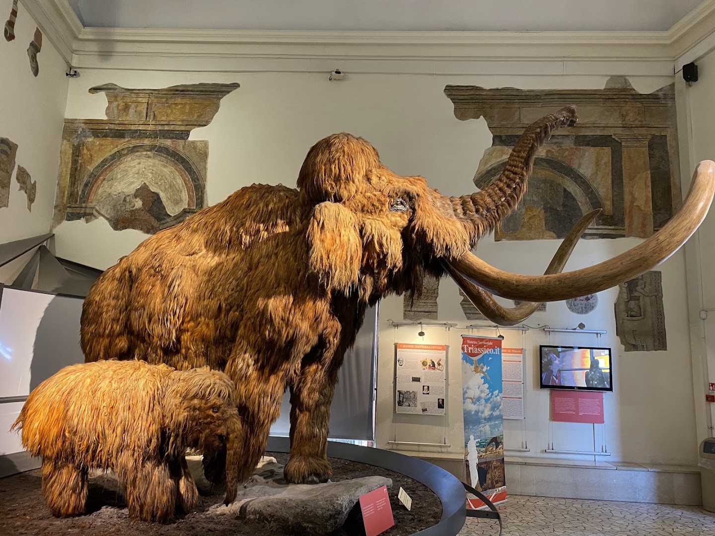 Museo Civico di Scienze Naturali Enrico Caffi di Bergamo