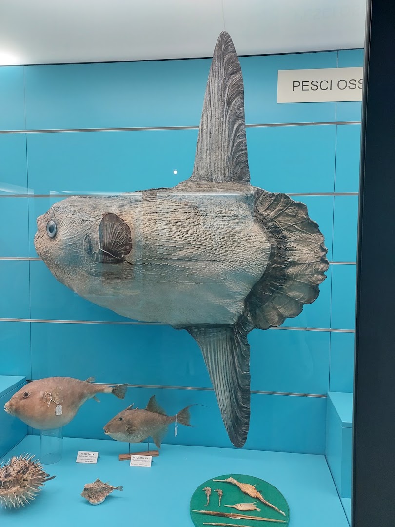 Museo Civico di Storia Naturale - Comiso, Comiso