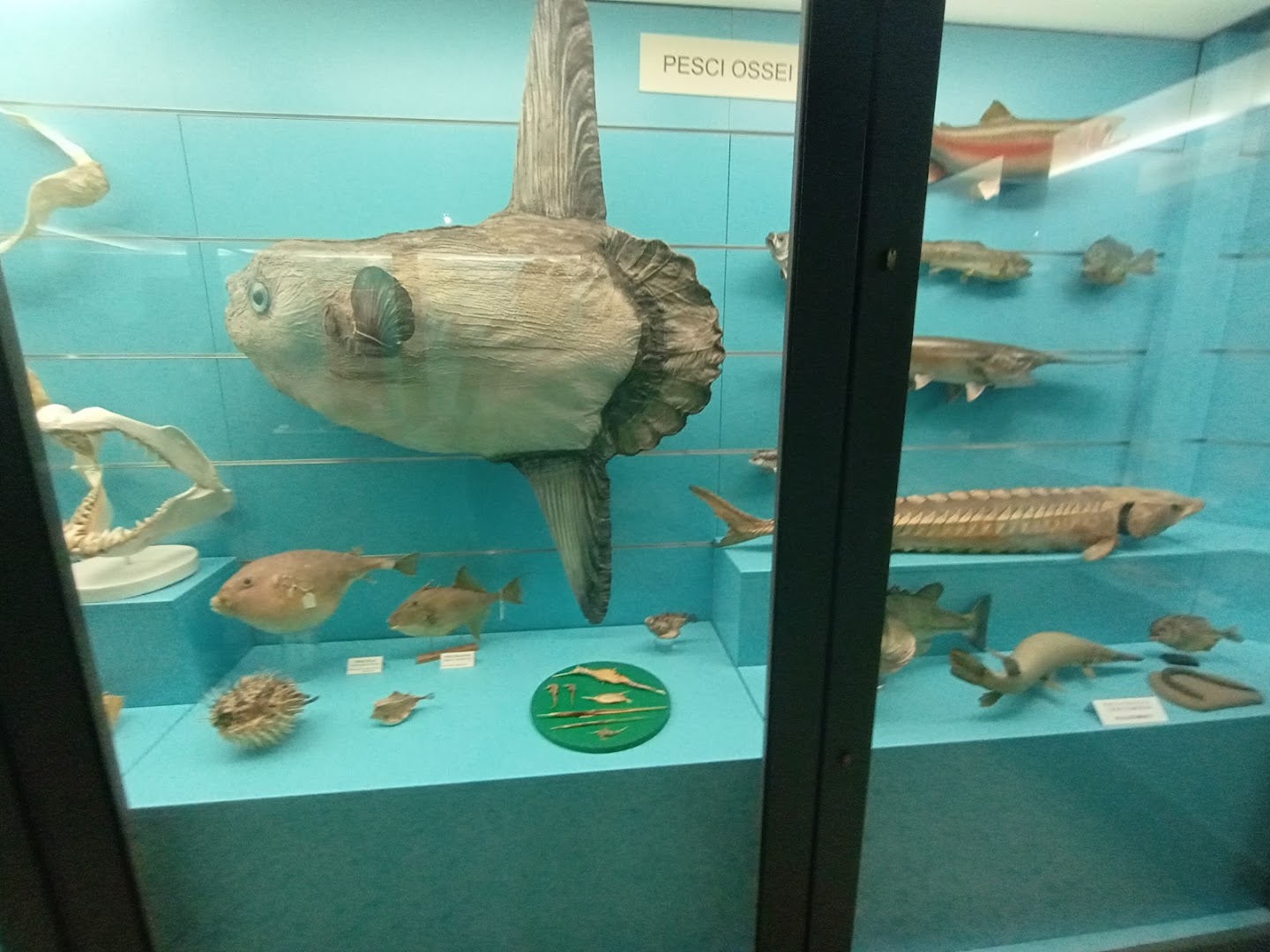 Museo Civico di Storia Naturale - Comiso