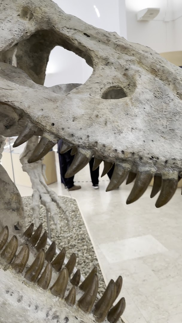 Museo Civico di Storia Naturale - Comiso