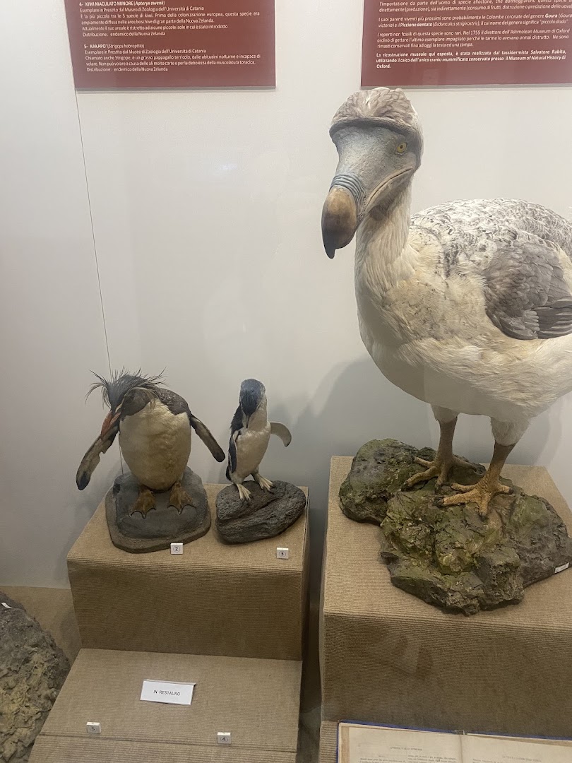 Museo Civico di Storia Naturale - Comiso