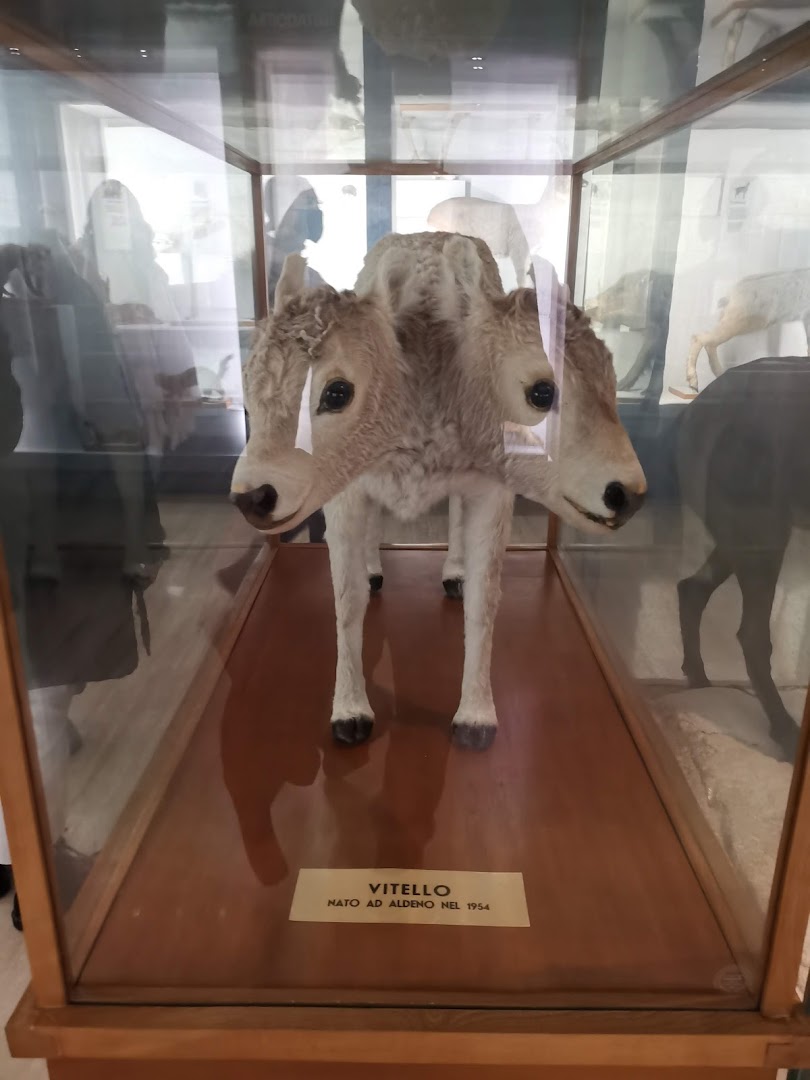 Museo di Scienze e Archeologia - Fondazione Museo Civico di Rovereto