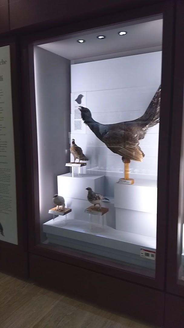 Museo di Scienze e Archeologia - Fondazione Museo Civico di Rovereto