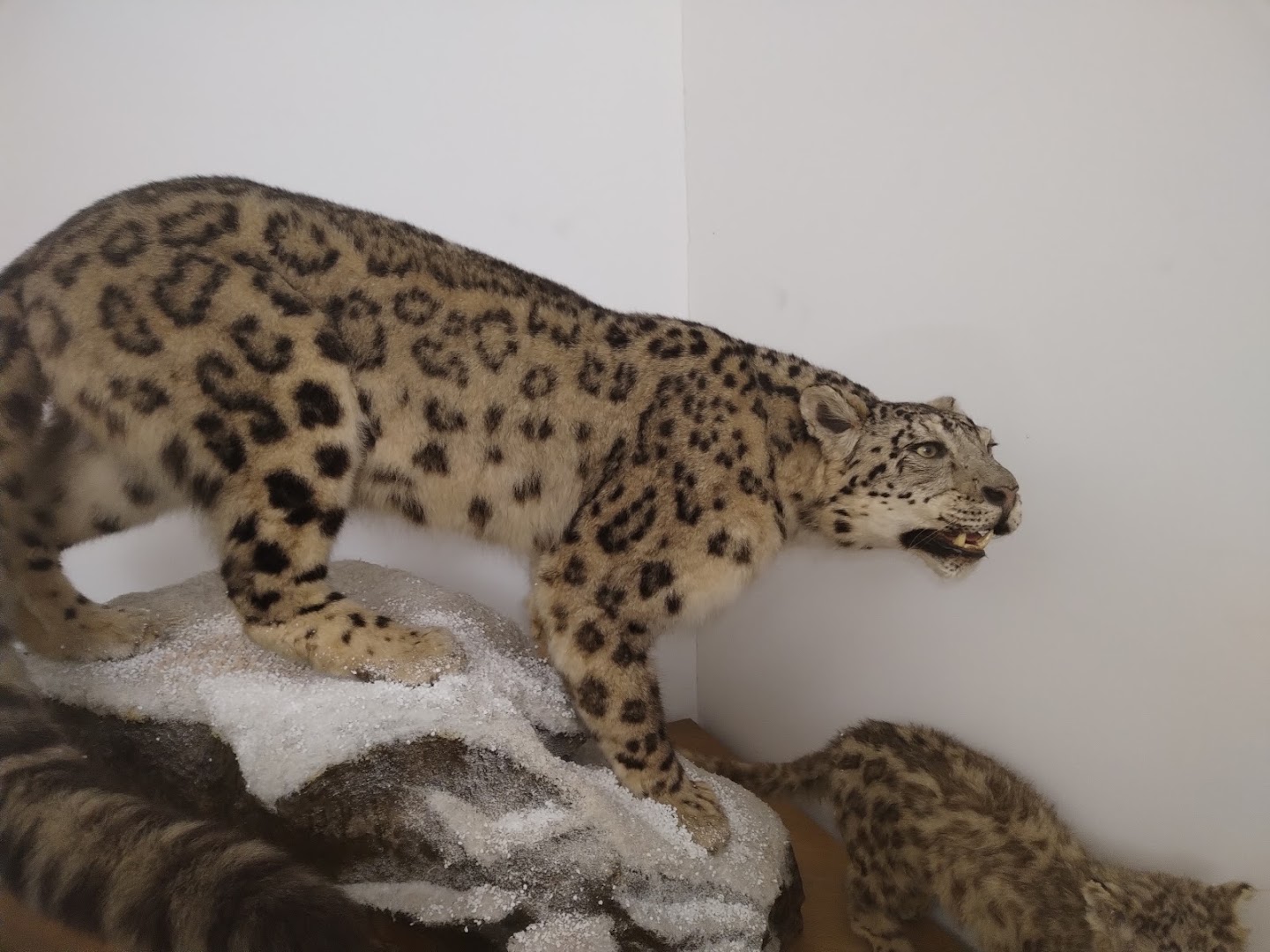 Museo di Storia Naturale Faraggiana Ferrandi, Novara