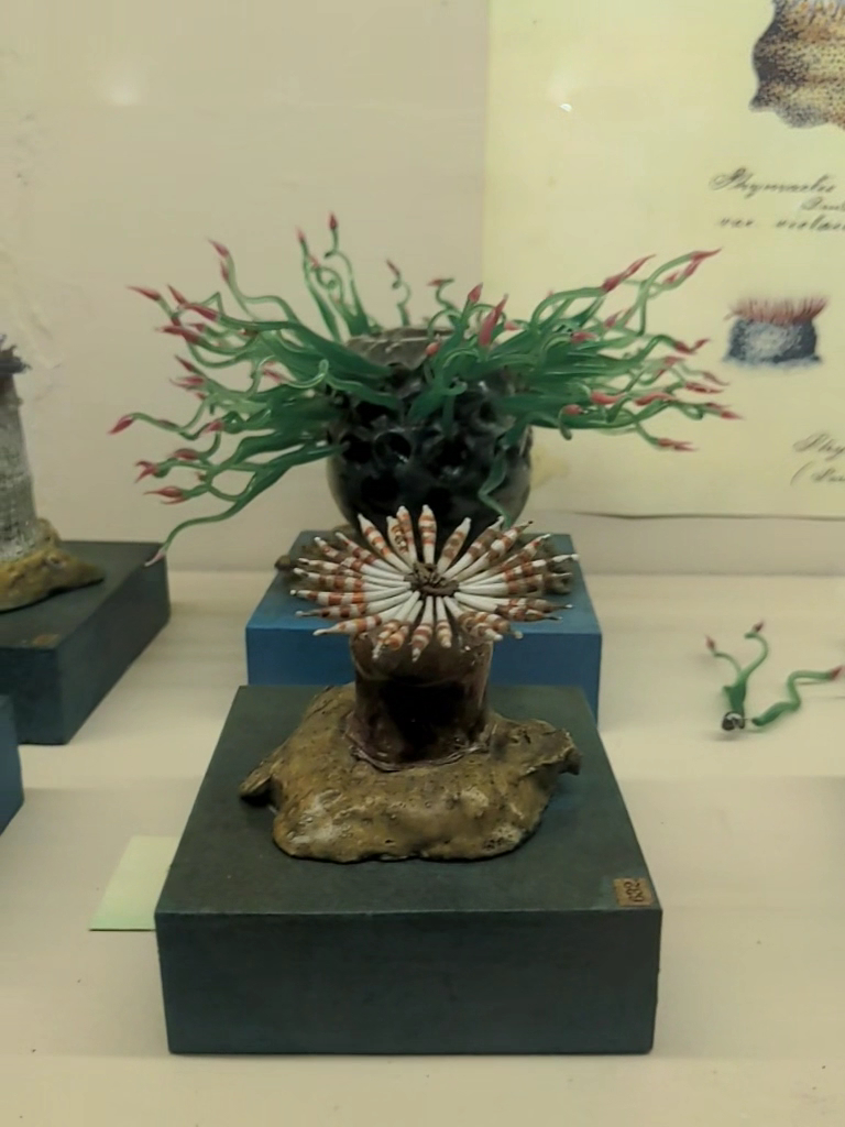 Museo di Storia Naturale Università di Pisa, Calci