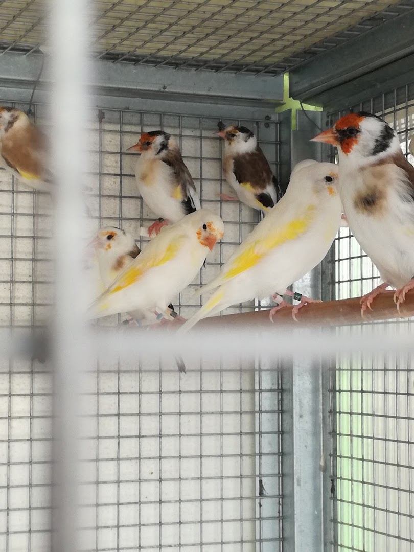 Negozio per Animali Mondo Animale, Pizzighettone