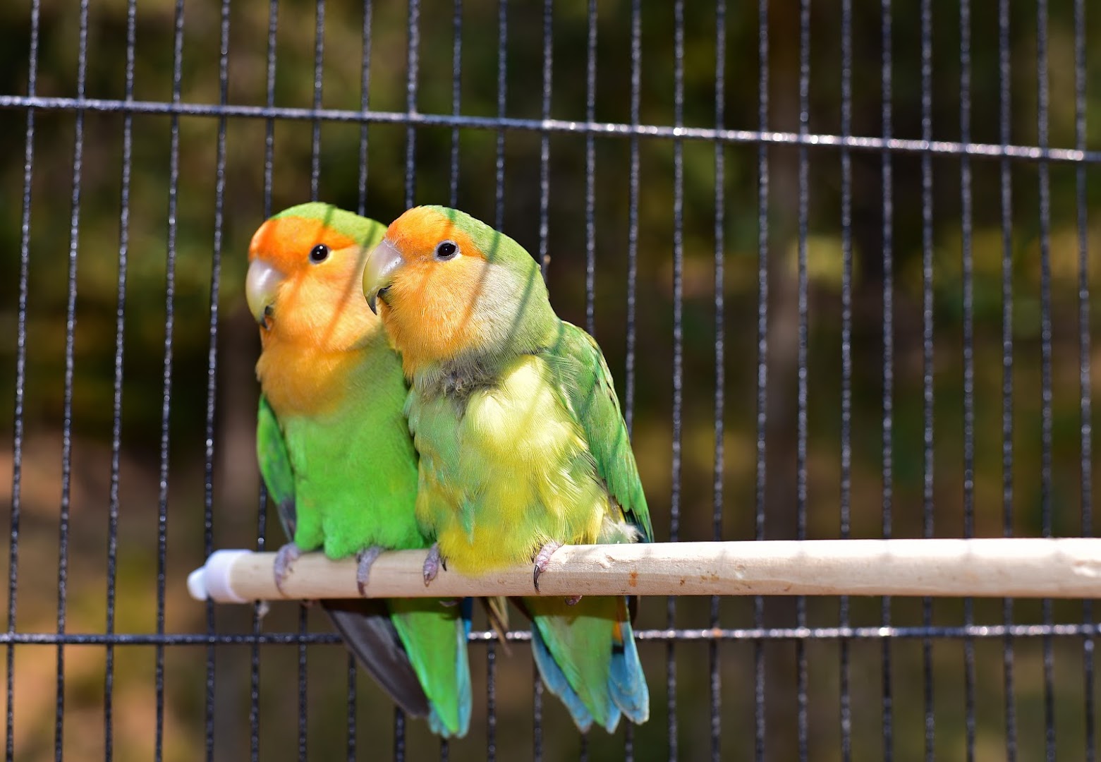 Negozio per Animali Mondo Animale