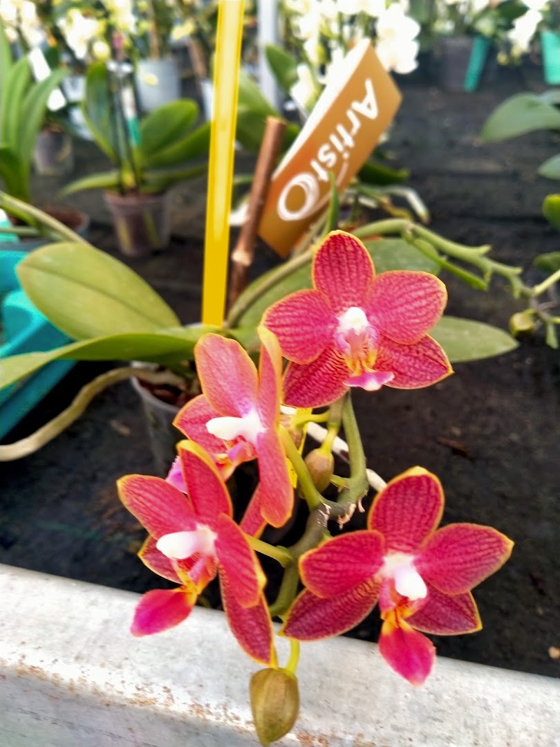 New Botanic Garden