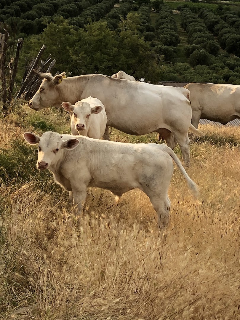 NON SOLO CARNE MACELLERIA (Allevamento e produzione propria ) di FAZIO GIUSEPPE & ASCIONE DANIELA