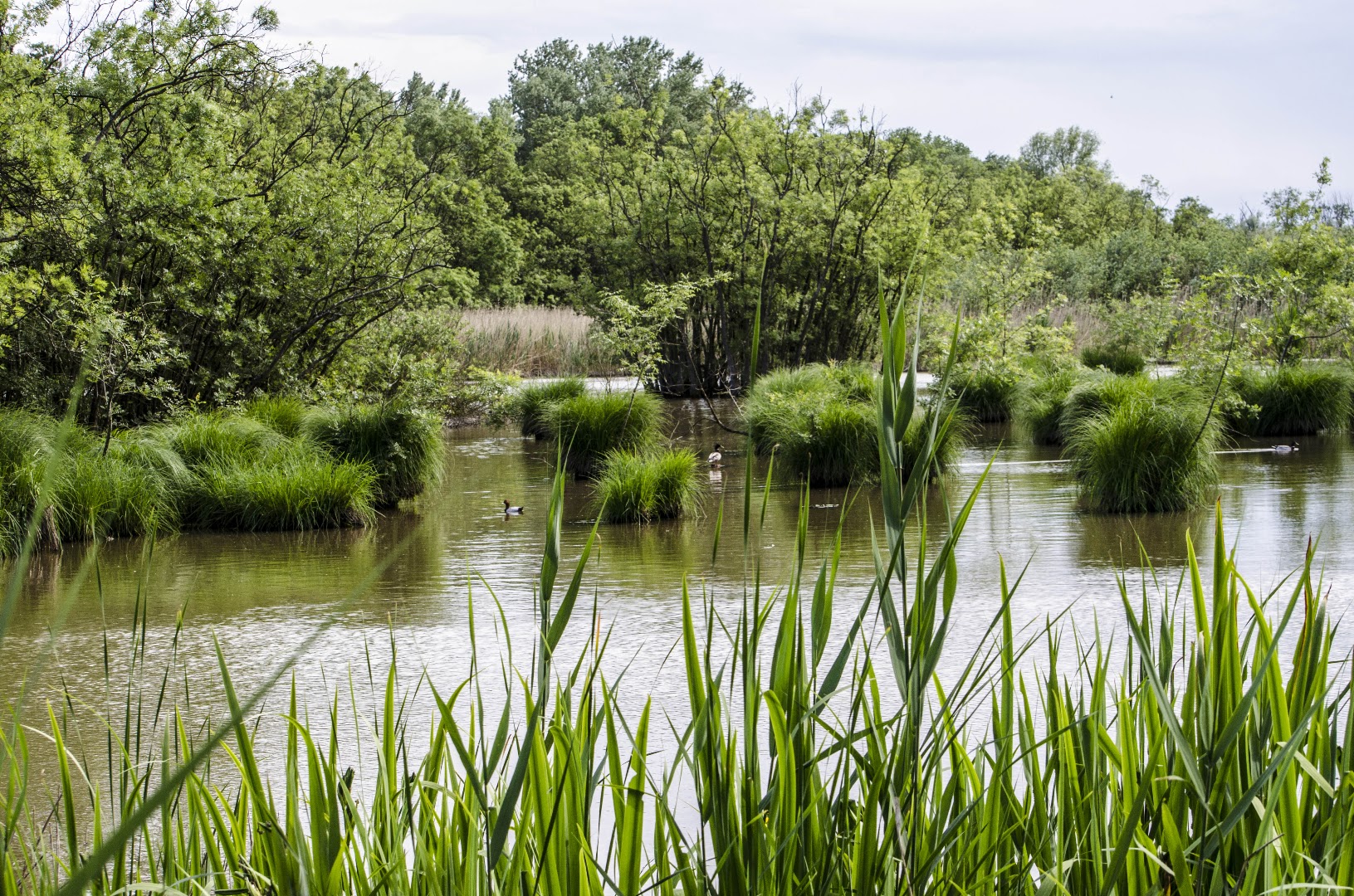 Oasi di Punte Alberete, Ravenna