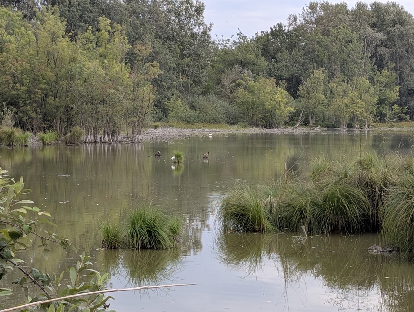 Oasi di Punte Alberete