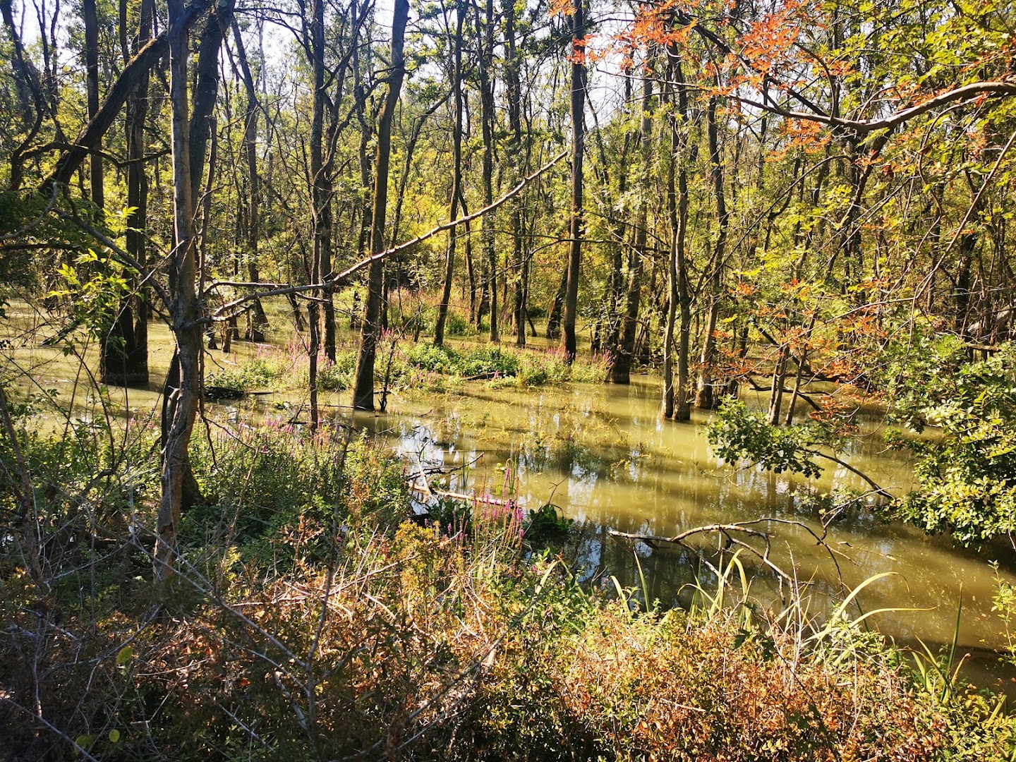 Oasi di Punte Alberete
