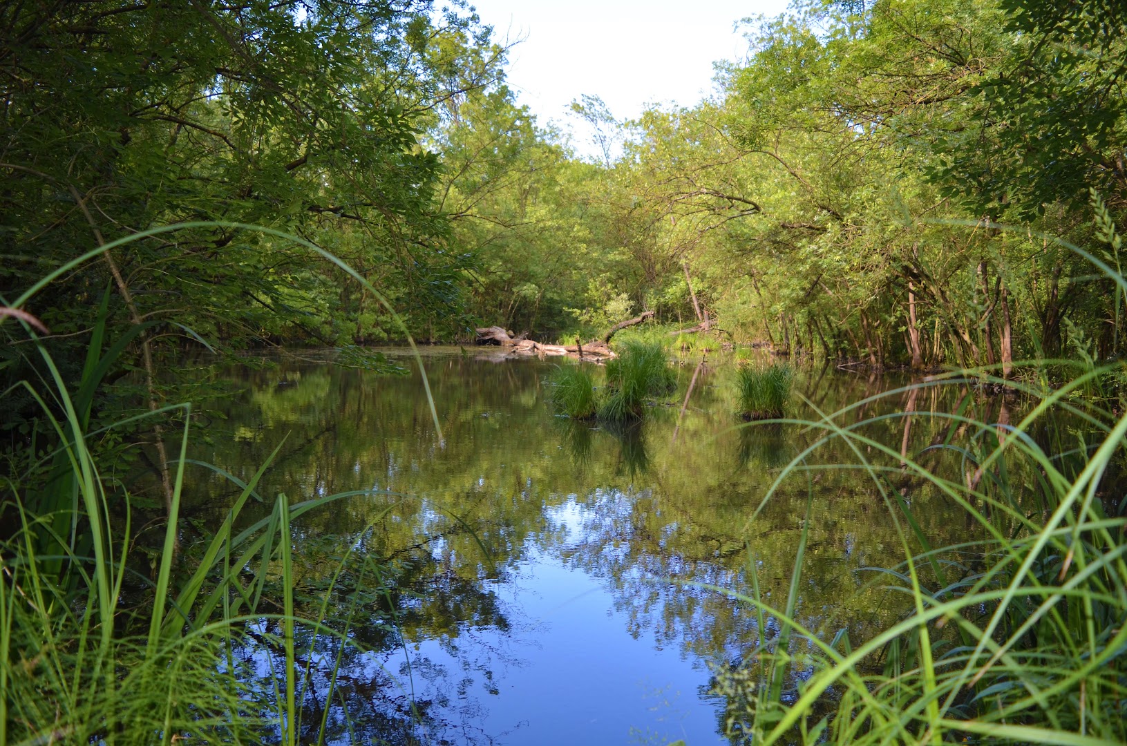 Oasi di Punte Alberete