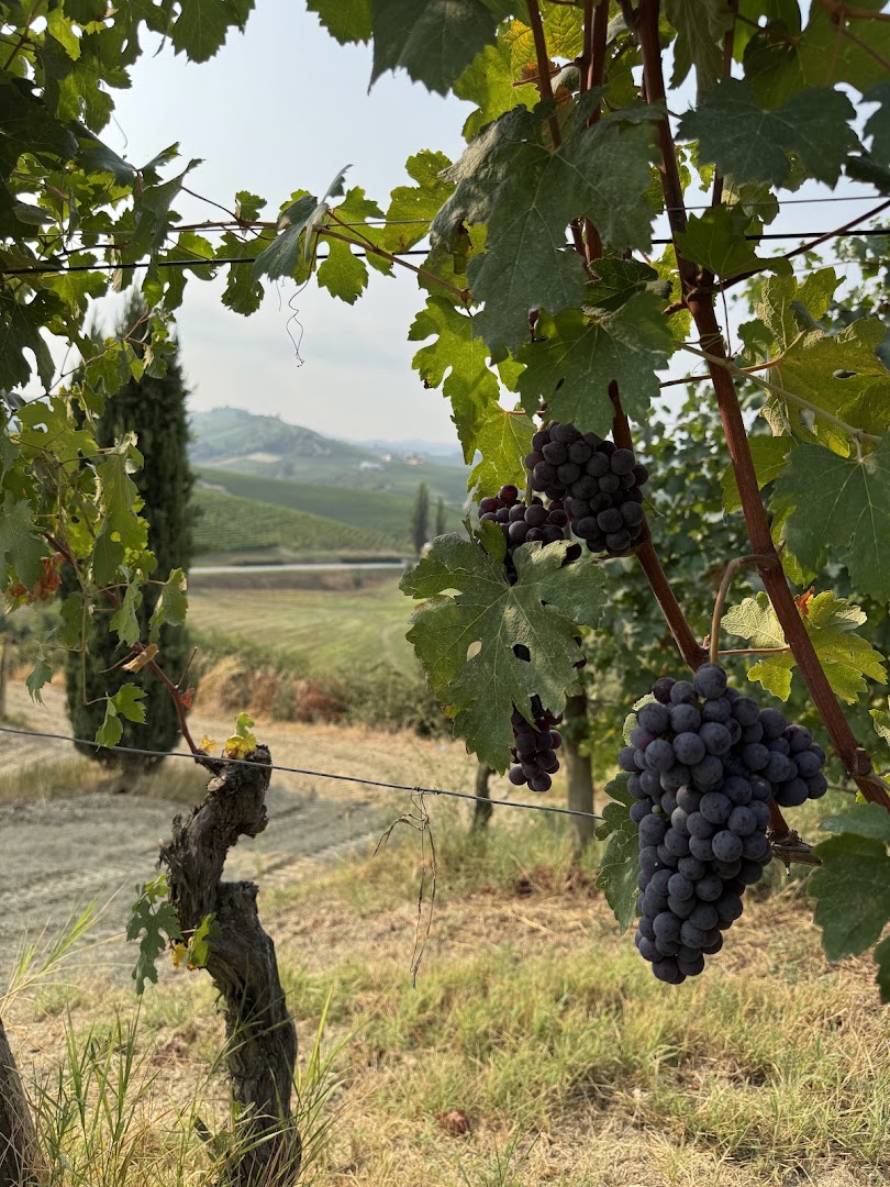 Open Piedmont tours Wine | Food | Fun, Cherasco