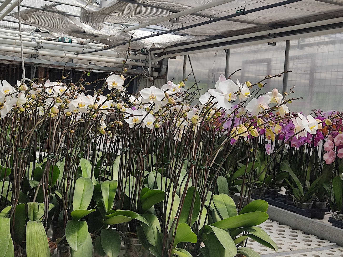 Orchidee del Lario