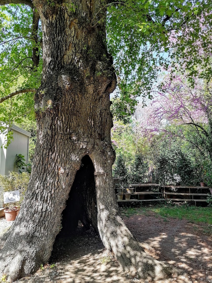 Orto Botanico ed Erbario