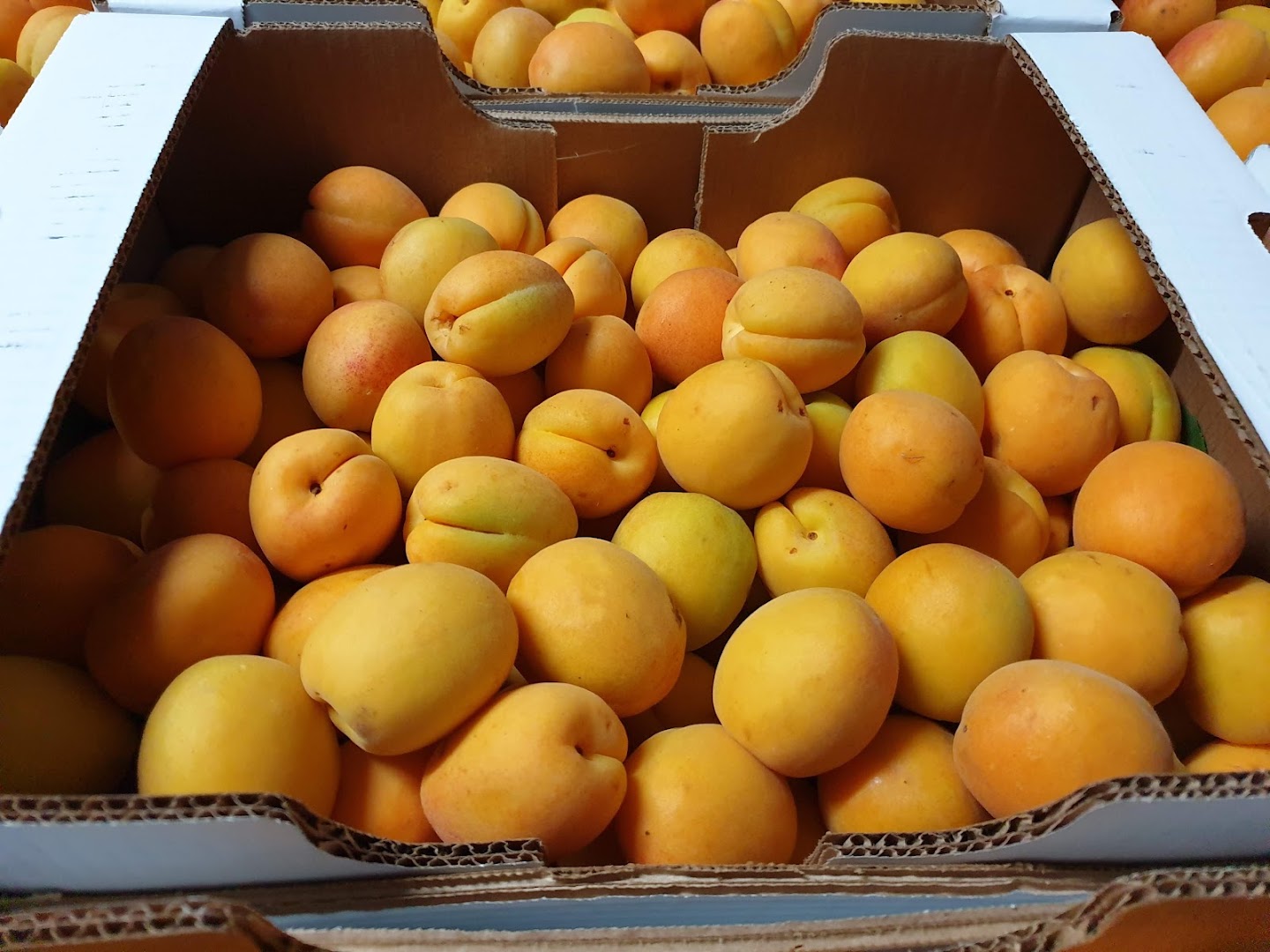 Ortofrutta F.Lli Attisano S.R.L.