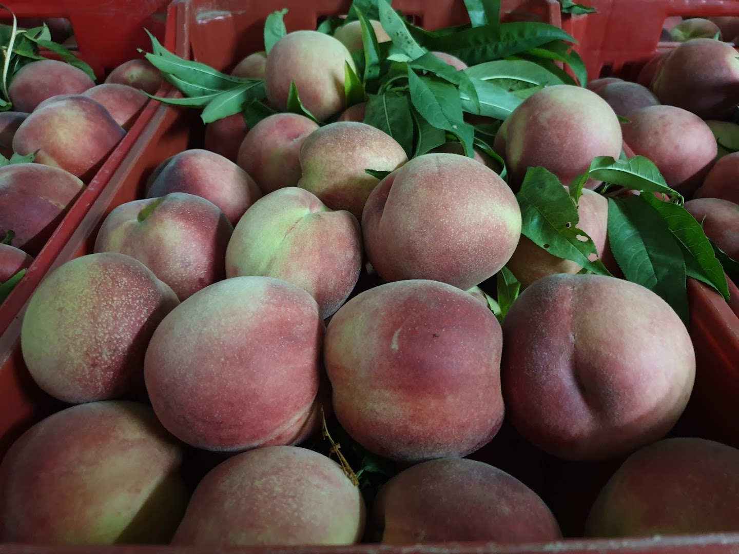 Ortofrutta F.Lli Attisano S.R.L.