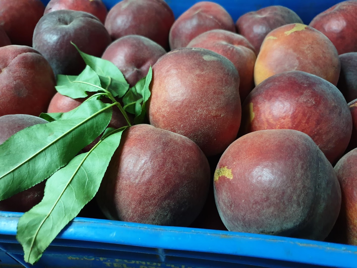 Ortofrutta F.Lli Attisano S.R.L.