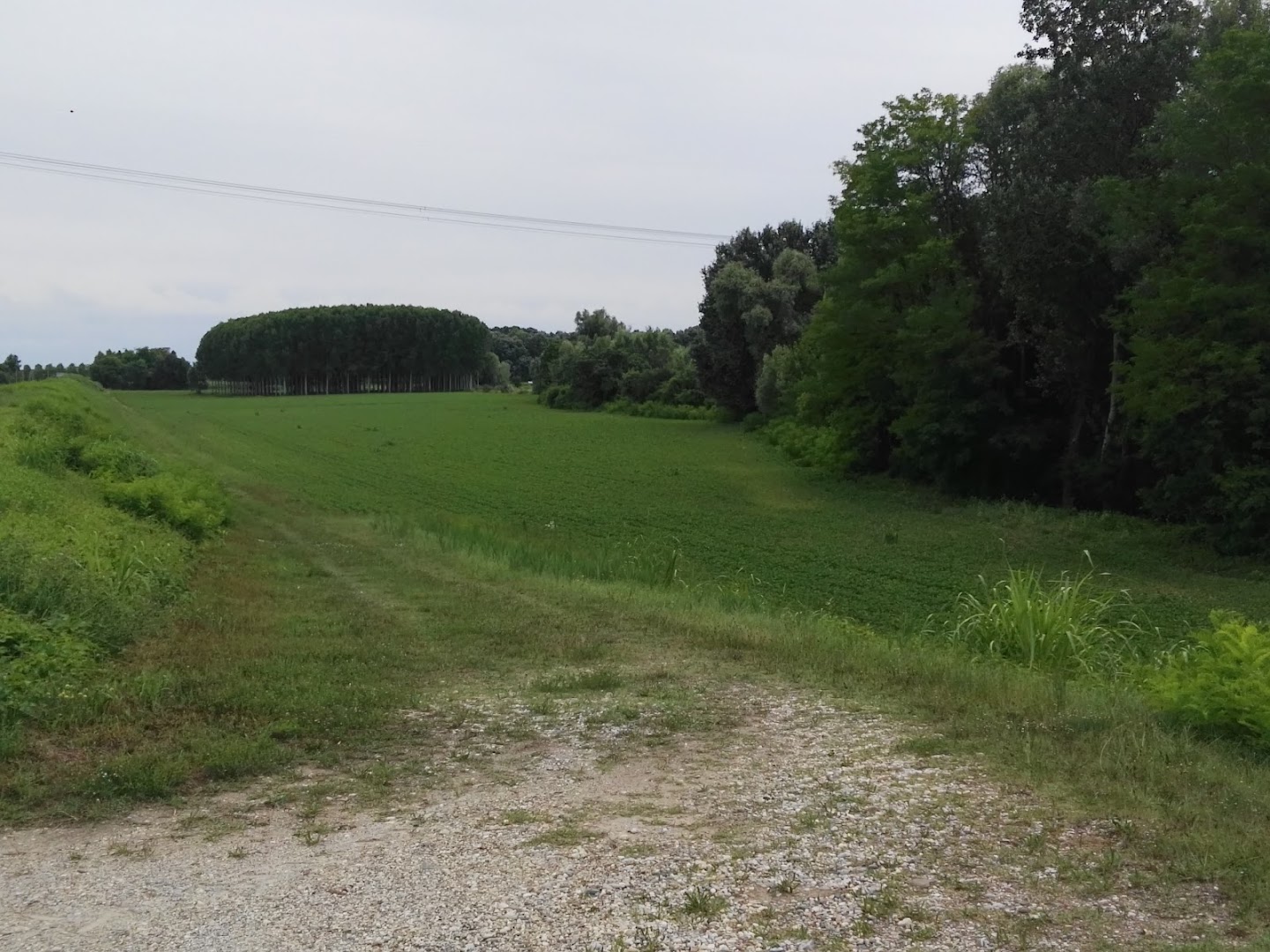Osteria al Tagliamento di Driussi Gustavo