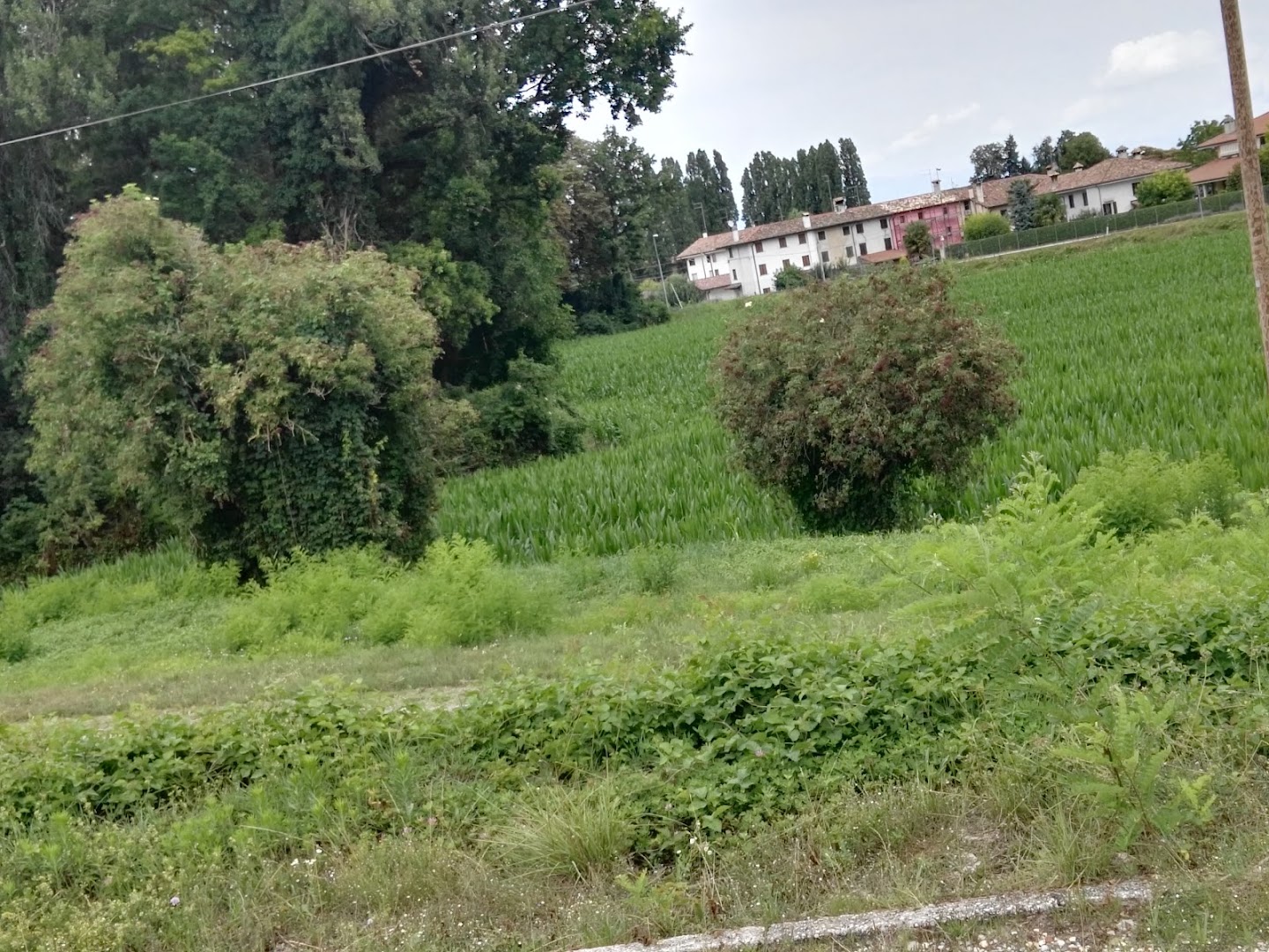 Osteria al Tagliamento di Driussi Gustavo