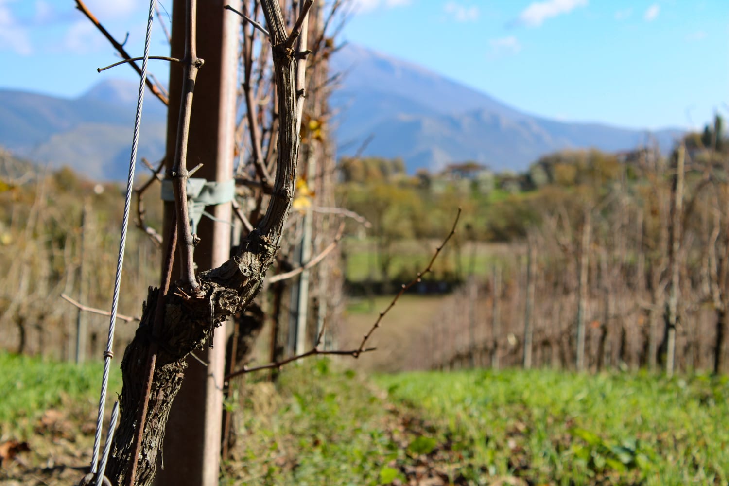 Palazzo Tronconi Osteria & Cantina - winery and restaurant