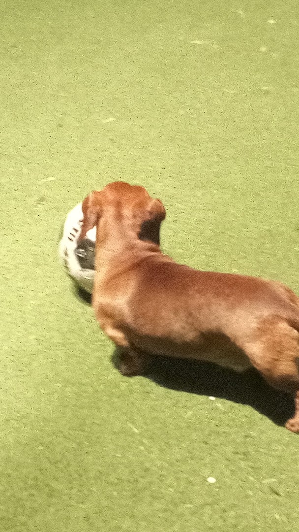 Palme padel club