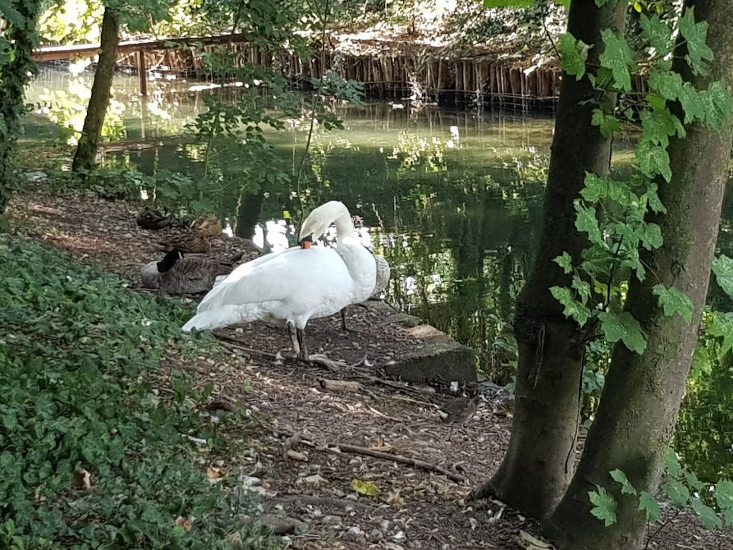 Parco Arcadia, Bareggio