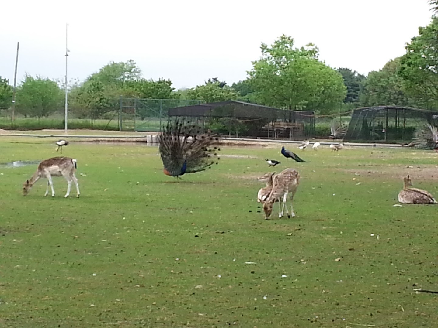Parco Arcadia